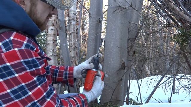 Tap Tap, Maple Sap - How to Tap Maple Trees смотреть онлайн