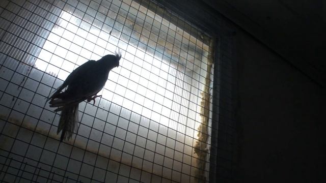 Как Кореллы оберегают вышедших птенцов смотреть онлайн