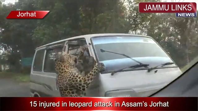 Leopard on run injures 13 in Assam’s Jorhat; jumps over fence, attacks car in horrifying video смотреть онлайн