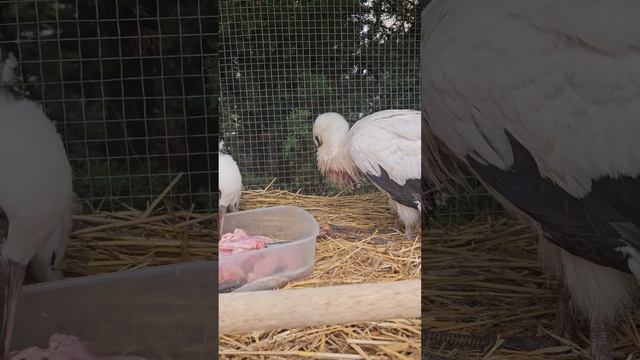 Ужин с приятным сюрпризом смотреть онлайн