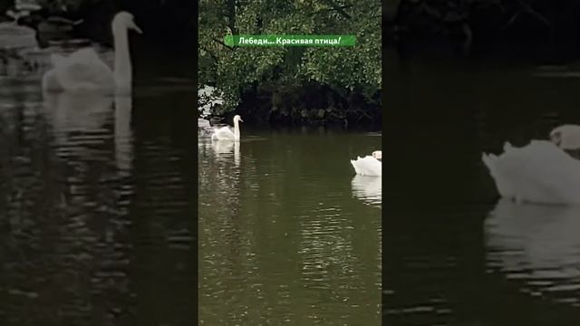 Калининград,октябрь #kaliningrad #kaliningradlife #kaliningradru #калининград #жизнь #калининградру смотреть онлайн