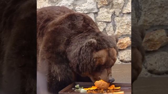 🐻Медведица Роза ест только тыкву на завтрак смотреть онлайн