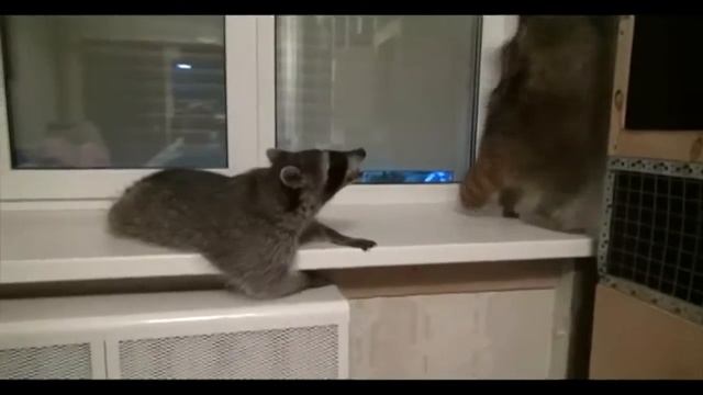 енотики жгут смотреть онлайн