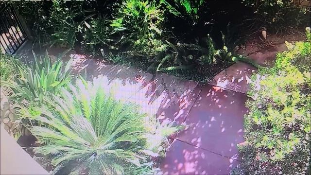 Roxy Narrowly Escapes Another Coyote Attack смотреть онлайн