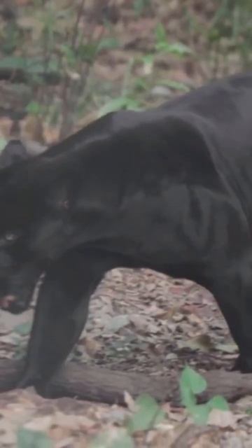 Life Of A Black Panther #lifeofablackpanther #threethirtybusinessapp@ThreeThirty смотреть онлайн