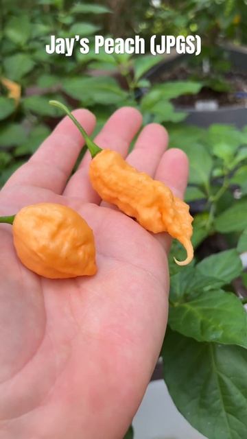 Jay’s Peach Ghost Scorpion JPGS phenotypes! :) #superhotpeppers #hotpepper #garden #gardening смотреть онлайн