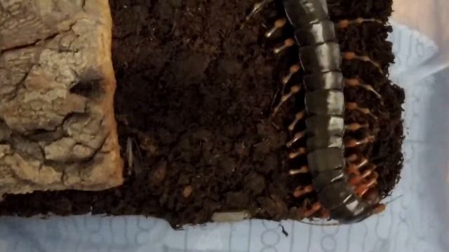 Scolopendra hainanum cricket feeding (1080p 60FPS) смотреть онлайн
