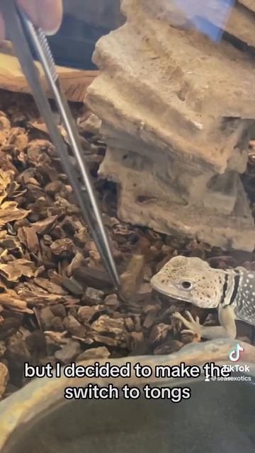 Sleepy lizard eats his first meal #animals #reptiles #pets #lizard #hibernate смотреть онлайн