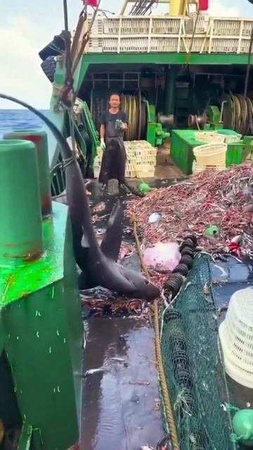 Horn Shark Catch #shorts #short