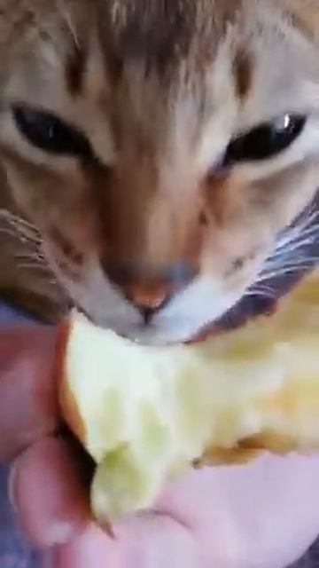 Абиссинский кот Рич/Abyssinian cat Rich смотреть онлайн