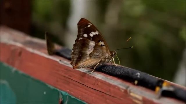 lep130715v смотреть онлайн
