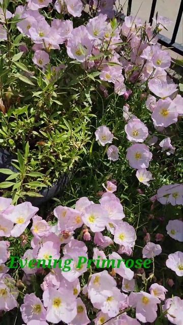 Spring Blooms Beautiful Sweetpea And Evening Primrose.