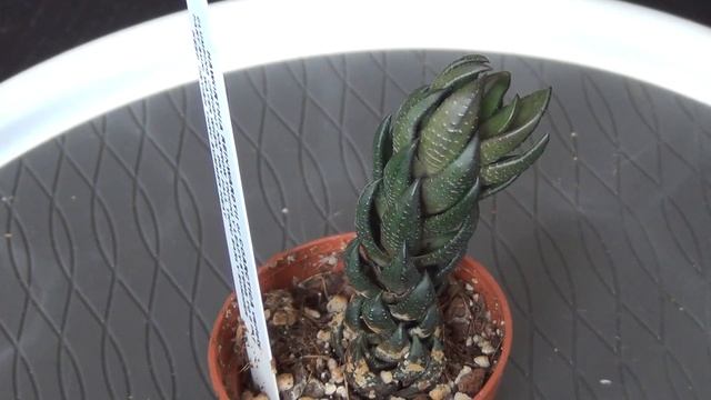 Haworthia coarctata var greenii смотреть онлайн