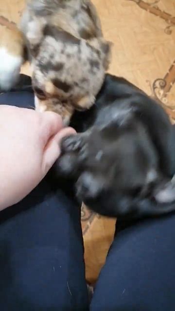 Вечер с чихуашками от Эмилии Готфрид. Омск. 8 905 941 52 57 #чихуахуащенкиомск# смотреть онлайн