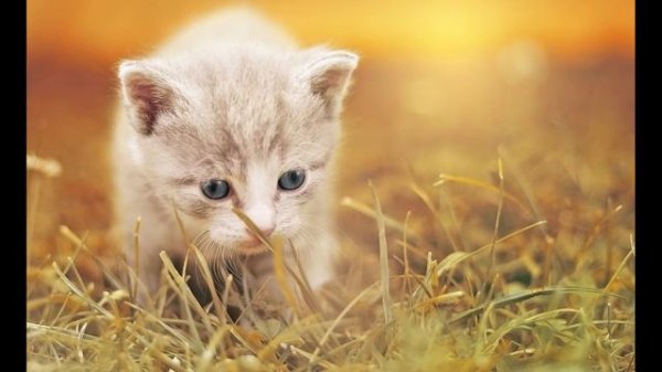 Мяуканье кота, ваш кот сойдет с ума!! (Cat meow, your cat will go crazy!!)