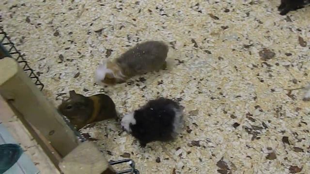 1 Морские свинки и дек кролики смотреть онлайн
