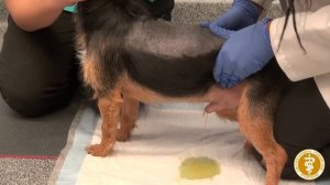 Bladder Expression in a Male Dog