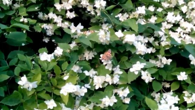 Матылькі пералётныя ў Івацэвічах смотреть онлайн