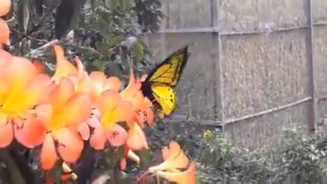 Ornithoptera goliath samson - Love is in the air😍 смотреть онлайн