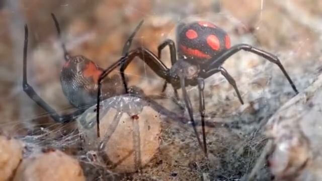 Отруйні рослини, тварини та гриби смотреть онлайн