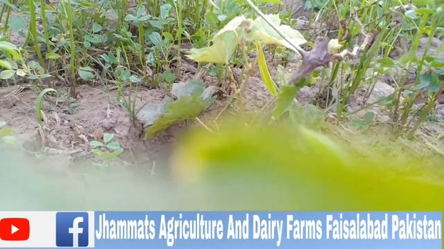 Grapes Farming in Punjab Pakistan смотреть онлайн
