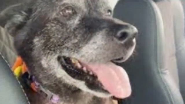 A Man Left His Old Dog TIED To A Public Toilet And Left For Good..