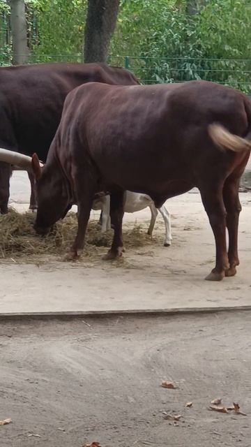 Купили быка и корову,но это пока бык,корова в следующем видео. смотреть онлайн