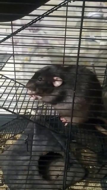 крыса кушает под КиШ смотреть онлайн