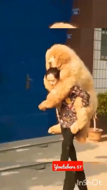 собака-барабака )))#shorts #смешноевидео#животные #top #youtubers57 смотреть онлайн