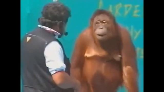 Смешные обезьяны. Макаки жгут. смотреть онлайн