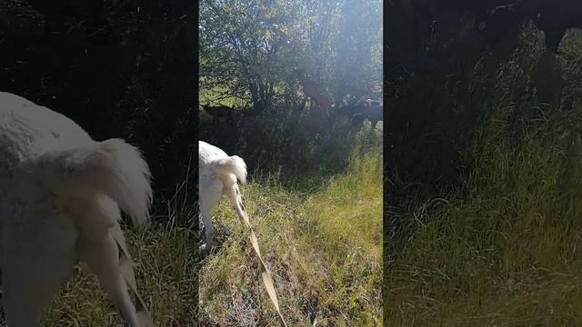 Майский выпас коз, овец, коров