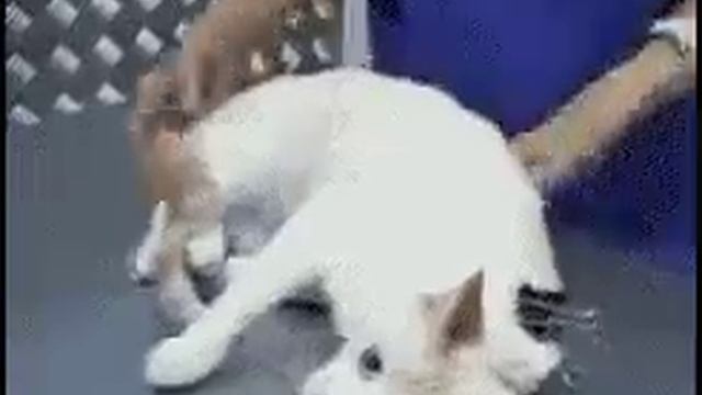 Как выключить кота / How to turn off the cat смотреть онлайн