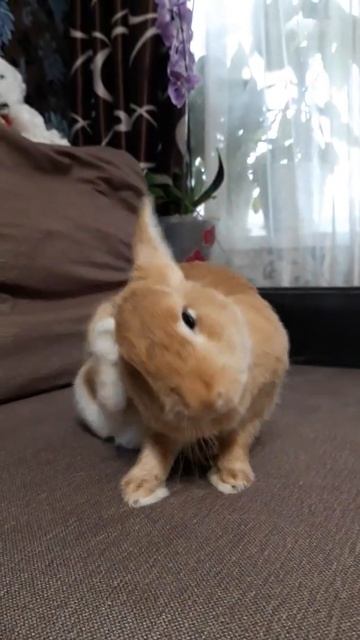 Кролик смотреть онлайн