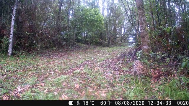Leopardus wiedii (gato-maracajá, margay) смотреть онлайн