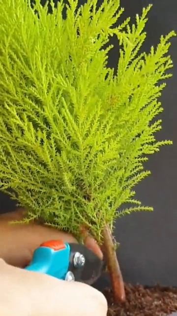 Pruning cypress bonsai #bonsai #cypress #pruning смотреть онлайн