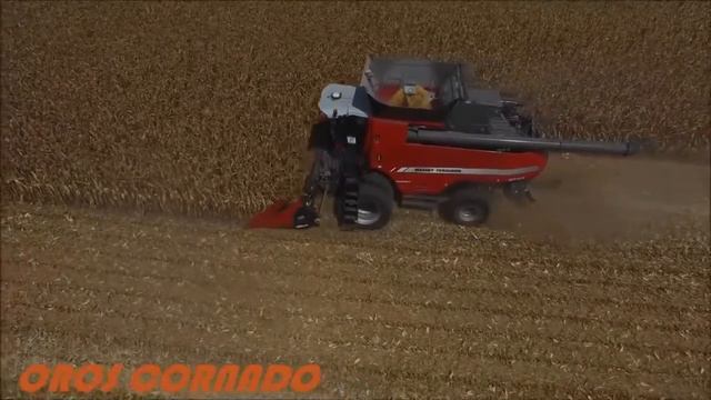 Демонстрація жатки для збирання кукурудзи Oros Cornado в роботі смотреть онлайн