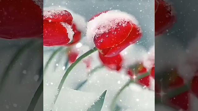 Кыргыздар-Сени коргум келет