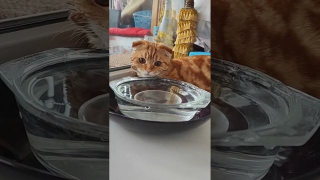 маленький рыжий крокодильчик смотреть онлайн
