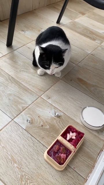 Приручаем кошку! День 9. Пришла первый раз за день.