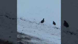 На зимней дороге. Кто это: куропатки, перепела или рябчики? ❄🌪💨