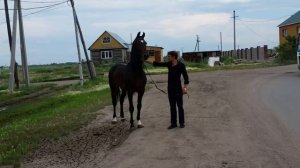 Орловский рысак