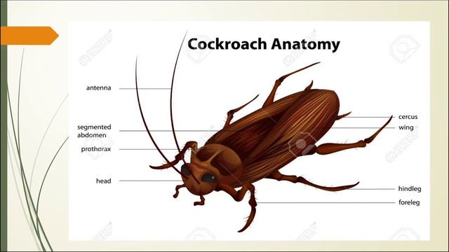Orden Blattodea смотреть онлайн