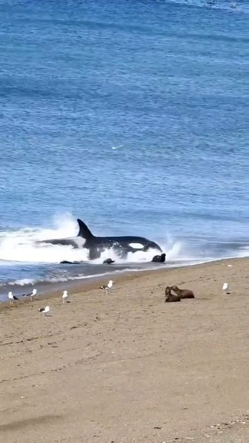 Orca Grabs Sea Lion From Shore #dolphin #dolphins #orca #orcas