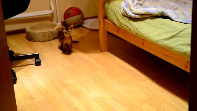 Абиссинский котенок.