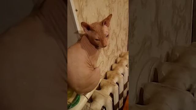 КОТЫ БАЛДЕЖНИКИ смотреть онлайн