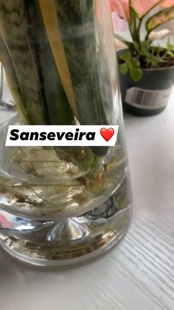 Ponle agua de lluvia 🌧 #sansevieria #agua #shortsvideo смотреть онлайн