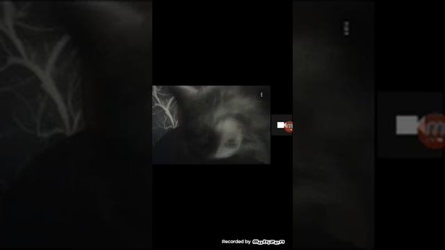 Рассказ про черепашка и кошку смотреть онлайн