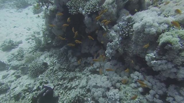2022-02-27 Egypt - Shark Yolanda reef - Big morays, Masked puffer, Green sea turtle is eating смотреть онлайн