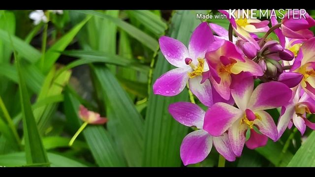 Ground Orchid | Beautiful Pink Ground Orchid | Orchids смотреть онлайн