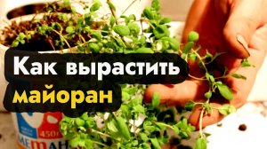 Как вырастить майоран - выращивание майрана из семян дома